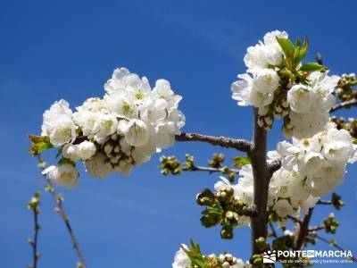 Cerezos en flor en el Valle del Jerte - excursiones y senderismo;rascafria viajar solo grazalema